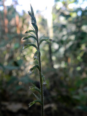 Cyclopogon cranichoides