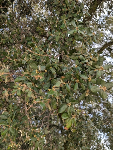 Avistamiento Encina (Dehesa Los Pedroches)