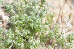 Cryptantha maritima maritima