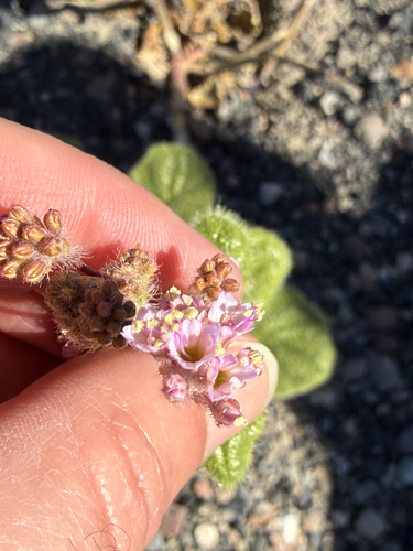 valley ringstem (Anulocaulis annulatus)