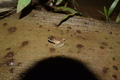 Leptodactylus griseigularis