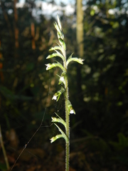 Cyclopogon cranichoides