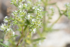 Cryptantha maritima maritima