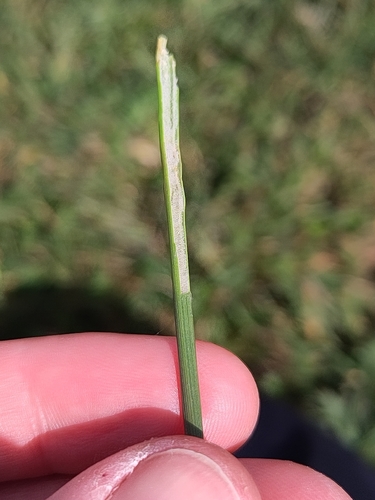 European Meadow Rush (Juncus inflexus)