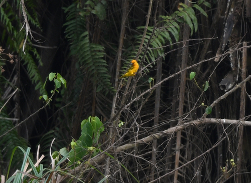 iNaturalist image