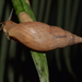 Euglandina striata - Photo (c) Ruben D. Layme, algunos derechos reservados (CC BY-NC), subido por Ruben D. Layme