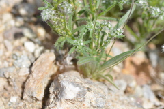 Cryptantha maritima maritima