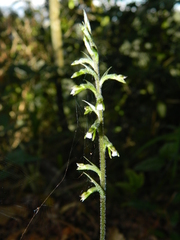 Cyclopogon cranichoides