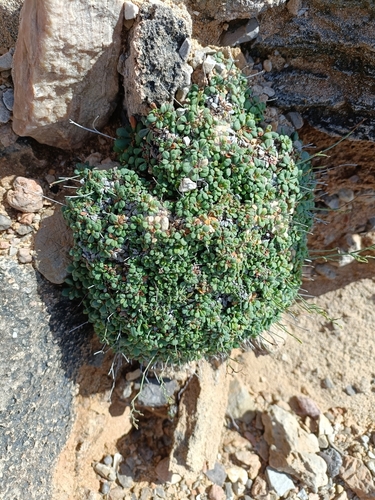 Parvus (Limonium minutum)