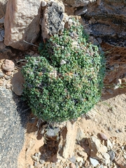 Frederic Pascual Dose, CC BY, iNaturalist via GBIF Limonium minutum, photograph Frederic Pascual Dose, CC BY, iNaturalist via GBIF