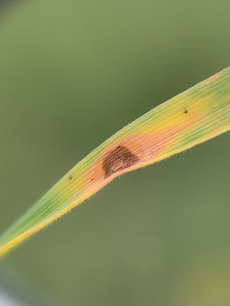 Ramularia holci-lanati