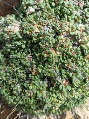 Frederic Pascual Dose, CC BY, iNaturalist via GBIF Limonium minutum, photograph Frederic Pascual Dose, CC BY, iNaturalist via GBIF