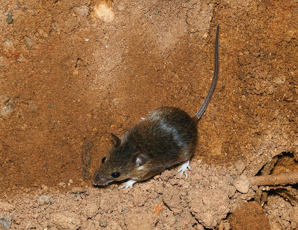 Peter's Pygmy Mouse