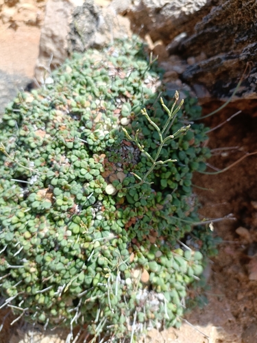 Limonium minutum, photograph 6