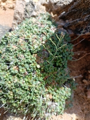 Limonium minutum, photograph Frederic Pascual Dose, CC BY, iNaturalist via GBIF