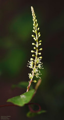 Anredera vesicaria, photograph (c) John Rosford, some rights reserved (CC BY)