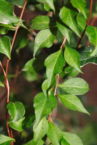 Anredera vesicaria, photograph 2