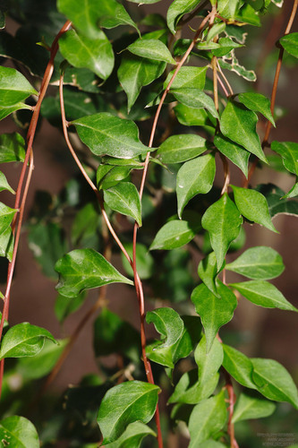 Anredera vesicaria, photograph 3