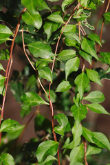 Anredera vesicaria, photograph (c) John Rosford, some rights reserved (CC BY)