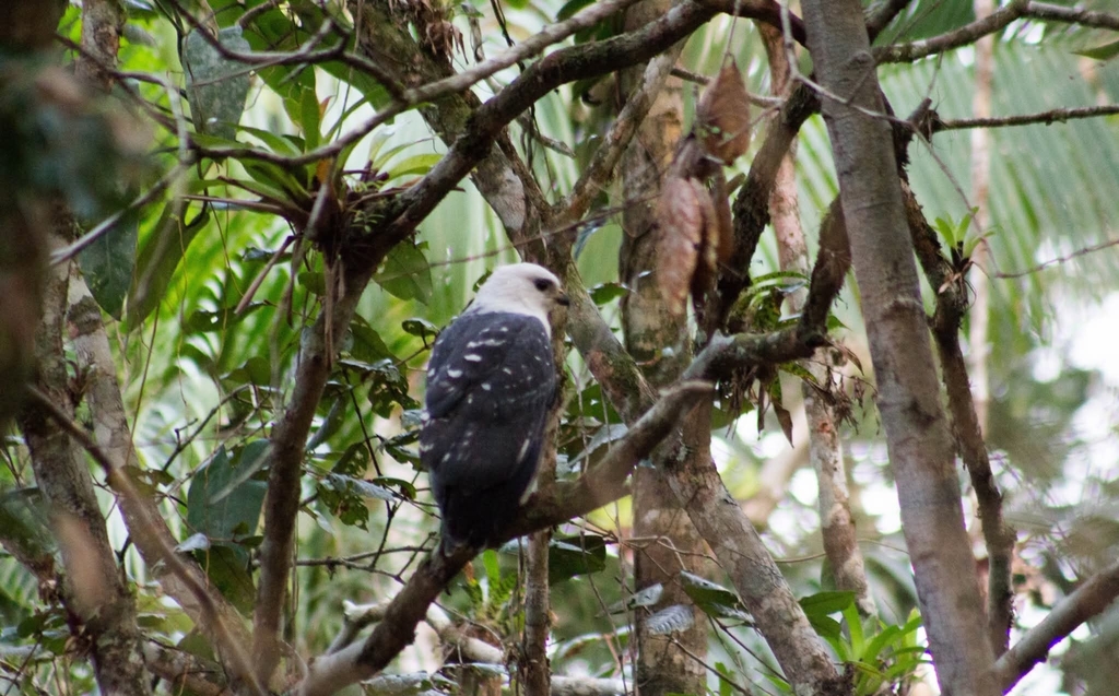 White-necked Hawk