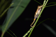Dendropsophus bokermanni