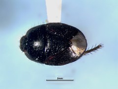 Microporus nigrita