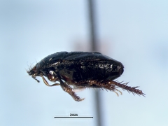 Microporus nigrita