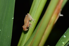 Dendropsophus nanus