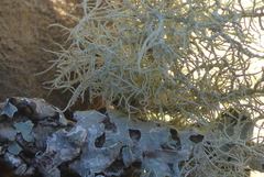 Usnea perplexans