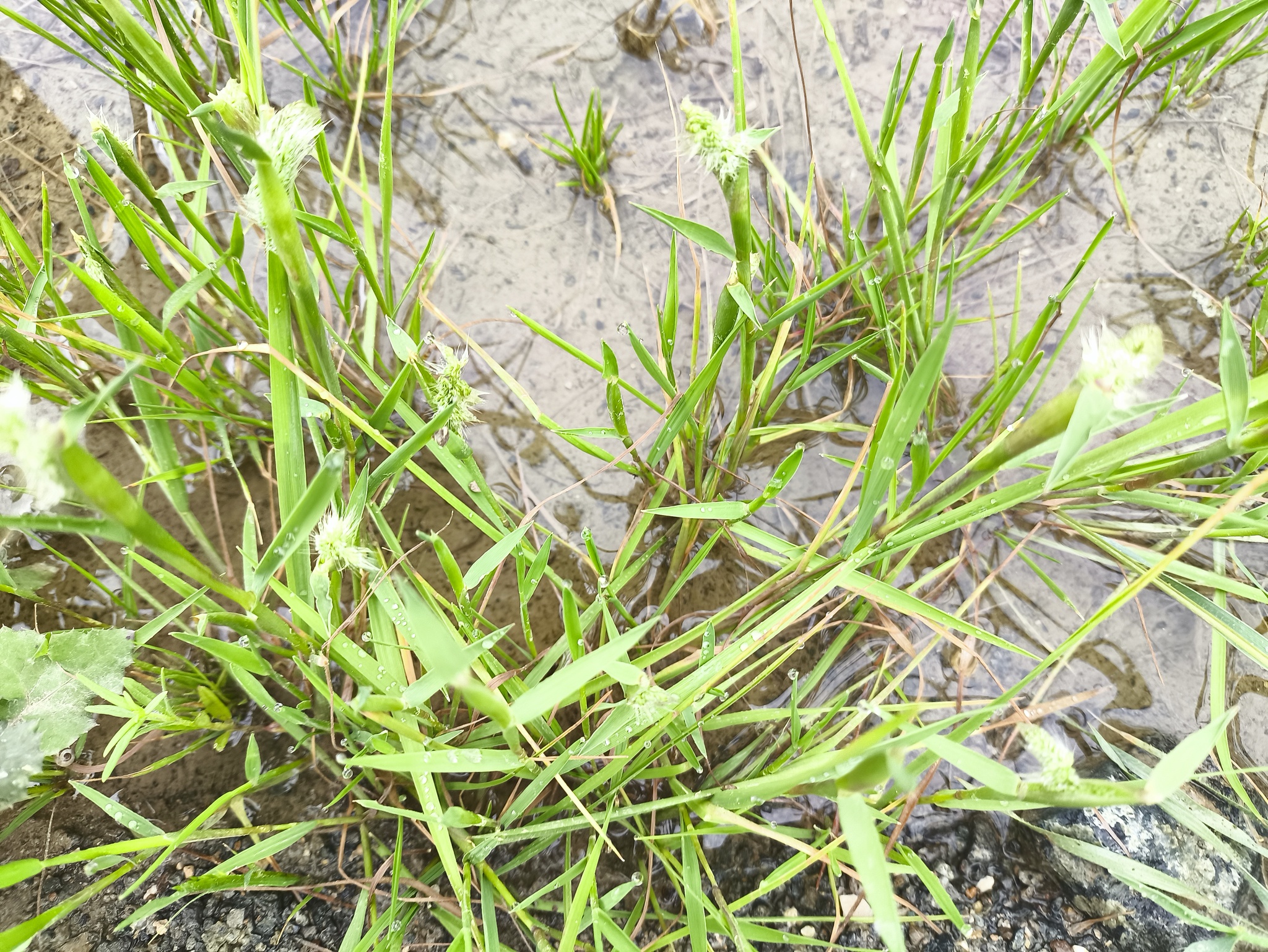 Annual Rabbitsfoot Grass (Polypogon monspeliensis)