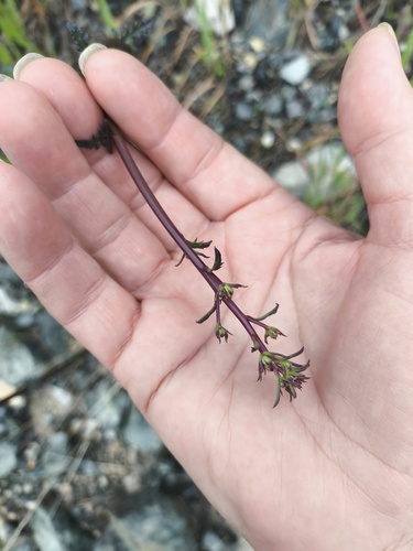 Pale Figwort (Scrophularia lucida)