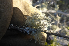 Usnea perplexans