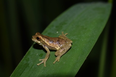 Dendropsophus bokermanni