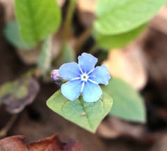 Omphalodes verna