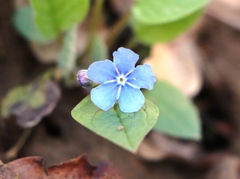 Omphalodes verna