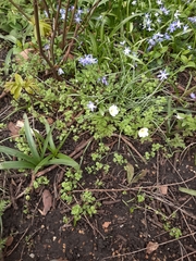 Scilla forbesii