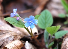 Omphalodes verna