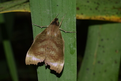 Aleuron chloroptera