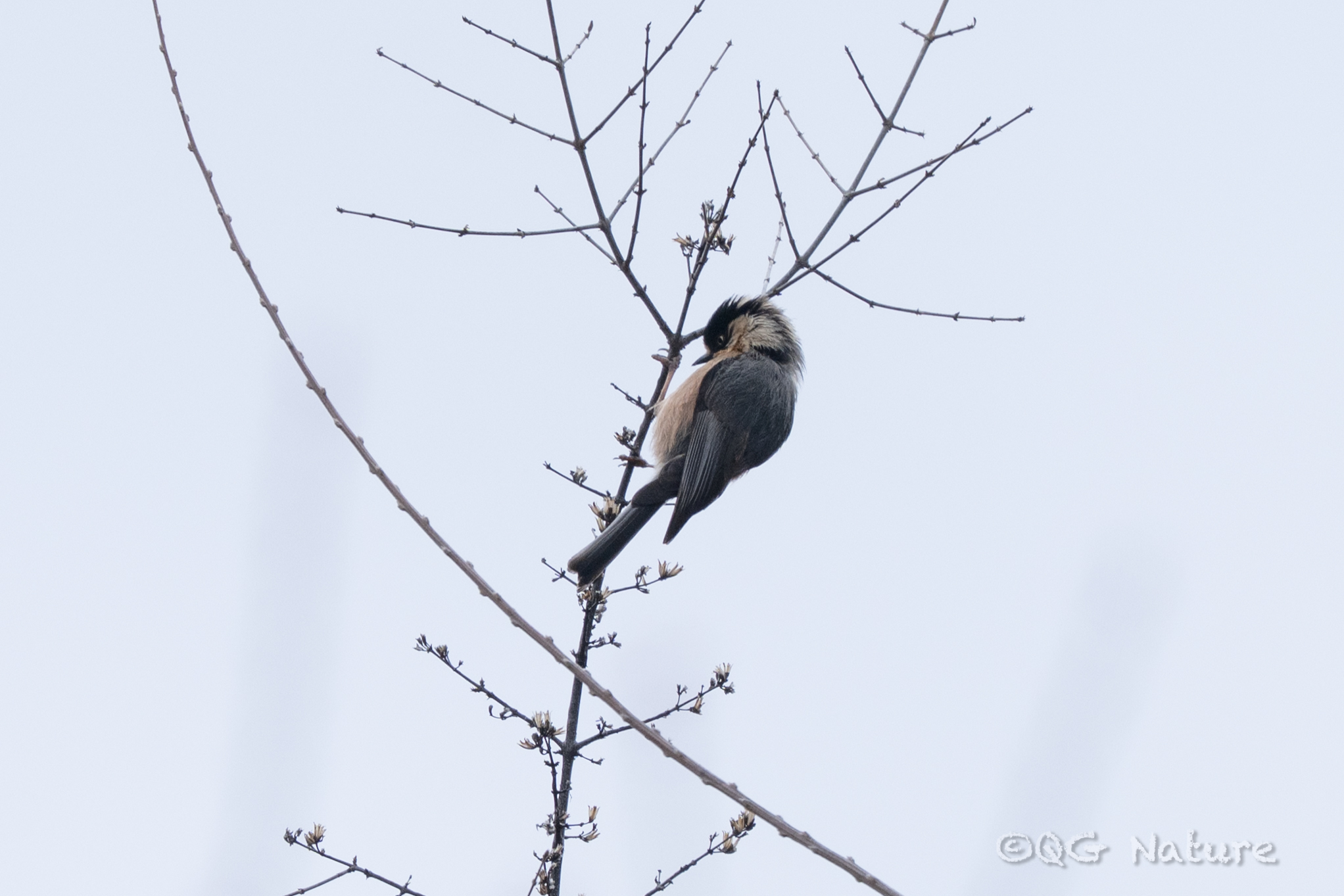 Black-browed Bushtit (Aegithalos iouschistos), photo 1