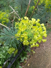 Euphorbia characias