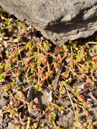 Narrow-leaved mossy stonecrop (Crassula vaillantii)