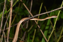 Thamnodynastes pallidus