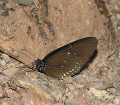 Euploea modesta modesta
