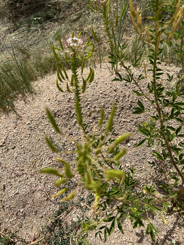 redwhisker clammyweed (Polanisia dodecandra)