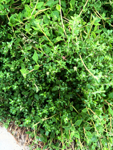 Seaberry Saltbush (Rhagodia candolleana)