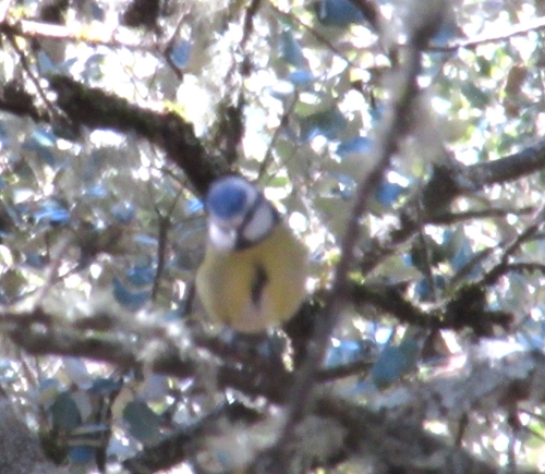 Avistamiento Cyanistes caeruleus
