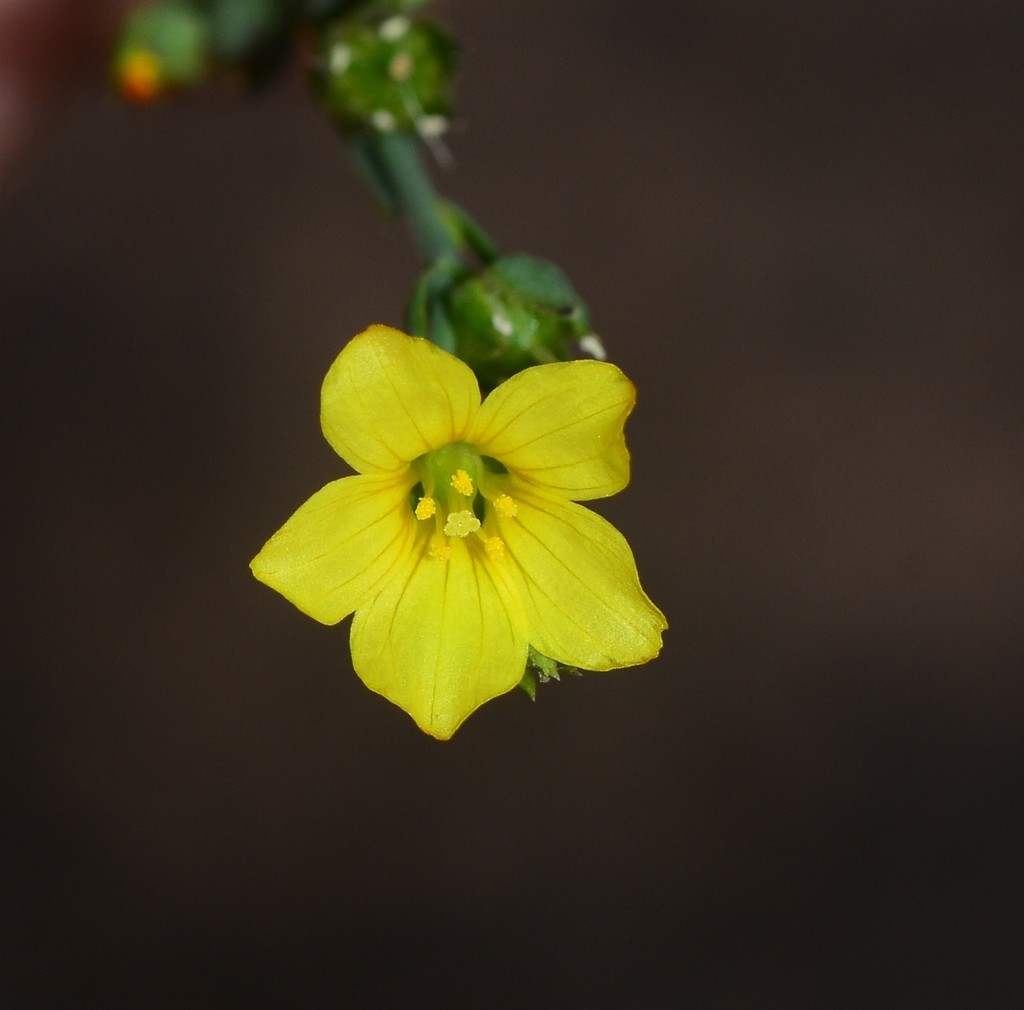 Linum mysorense