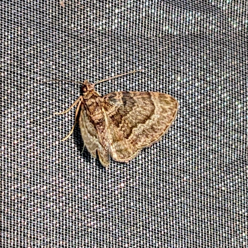 Mariaba convoluta