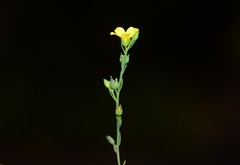Linum mysorense