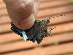 Astraptes habana
